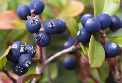 berries that look like blueberries