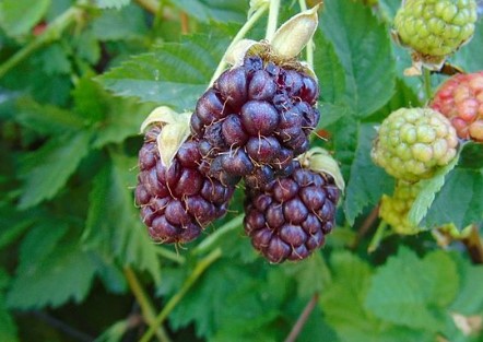 berries that look like blueberries