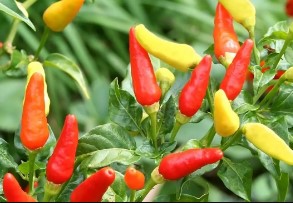 Replacement For Cayenne Pepper