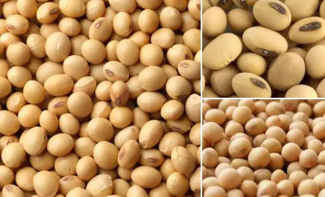 What Grocery Store Sells Soybeans