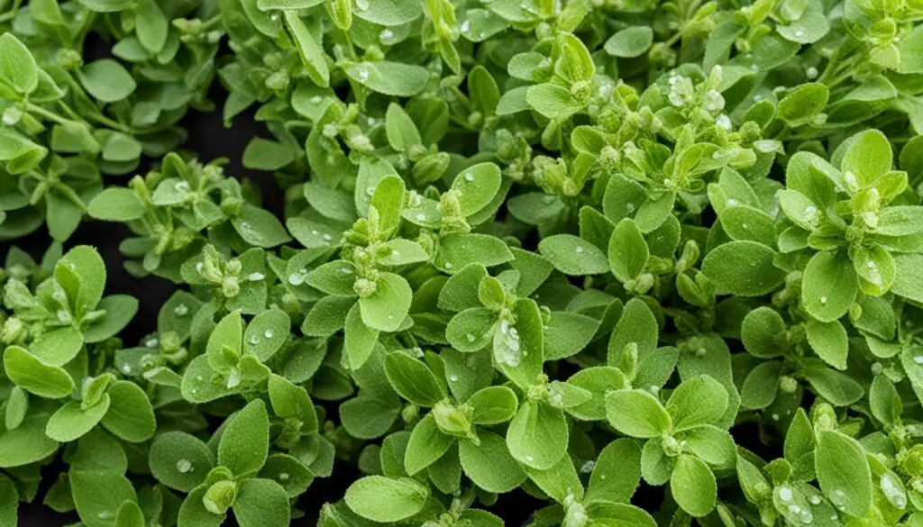 conversion of dried oregano to fresh oregano