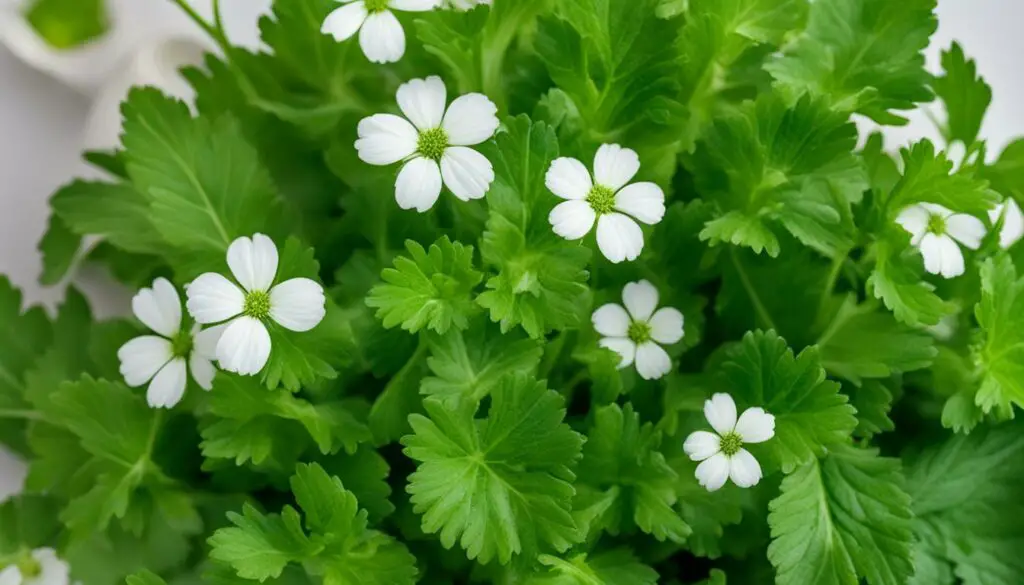 coriander health benefits