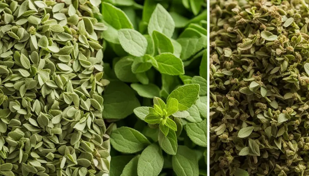 dried oregano vs fresh oregano dried oregano vs fresh oregano