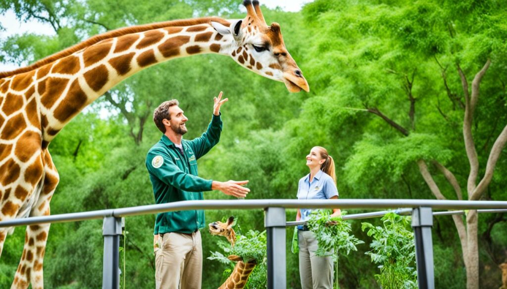 Zookeeper feeding a giraffe